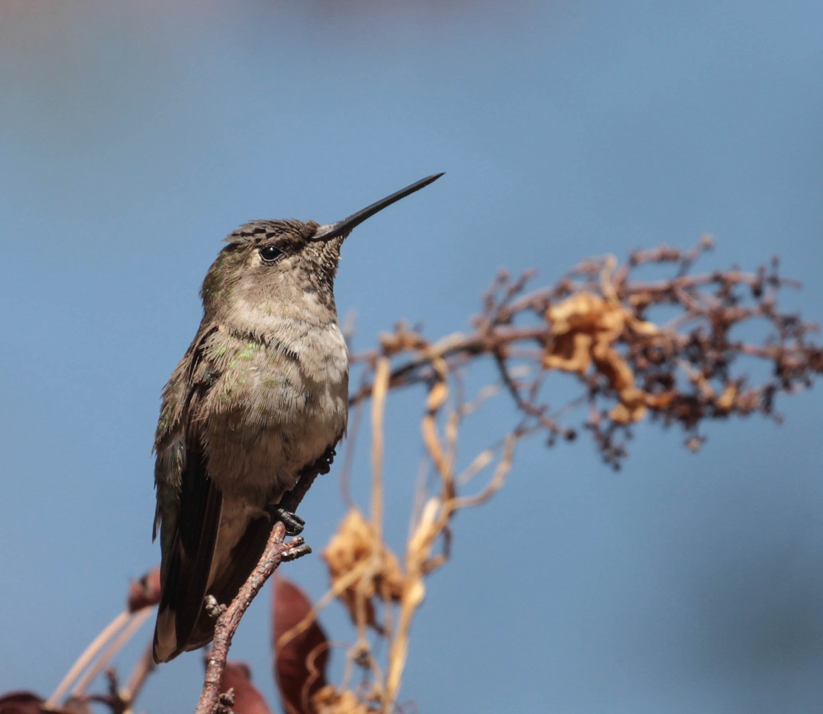 Anna's Hummingbird - ML370654161