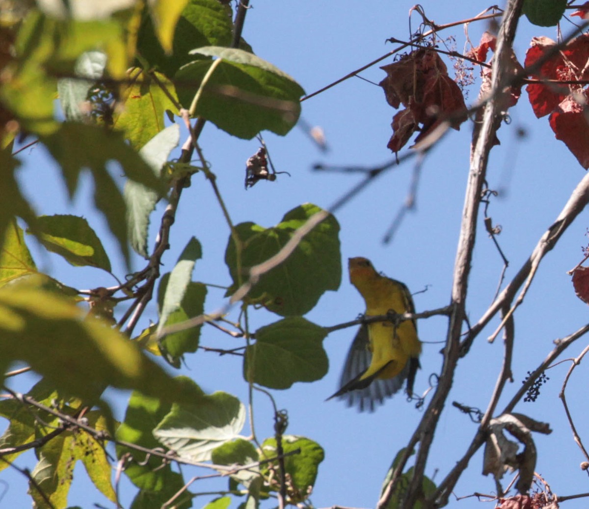 Western Tanager - ML370654841