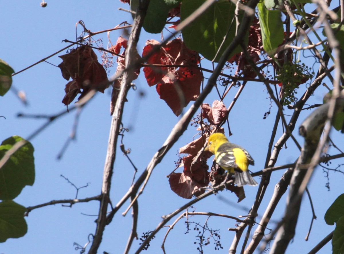 Western Tanager - ML370654881