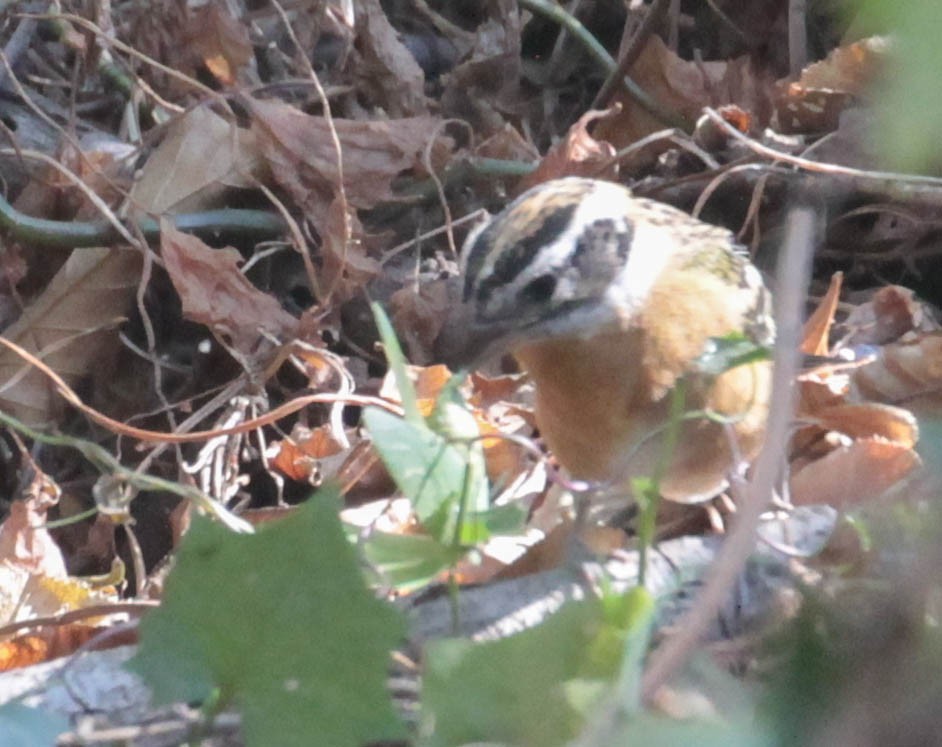 Black-headed Grosbeak - ML370655091