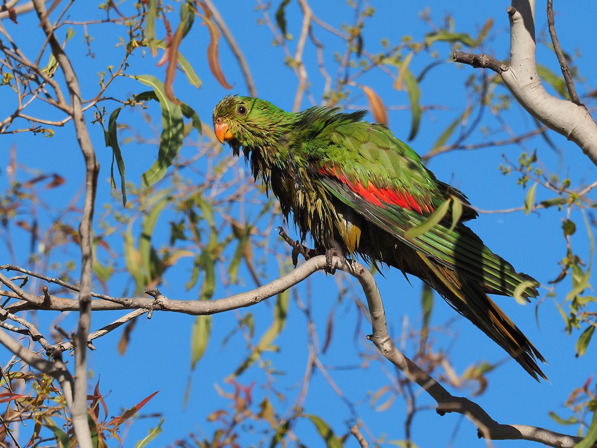 Red-winged Parrot - Len and Chris Ezzy