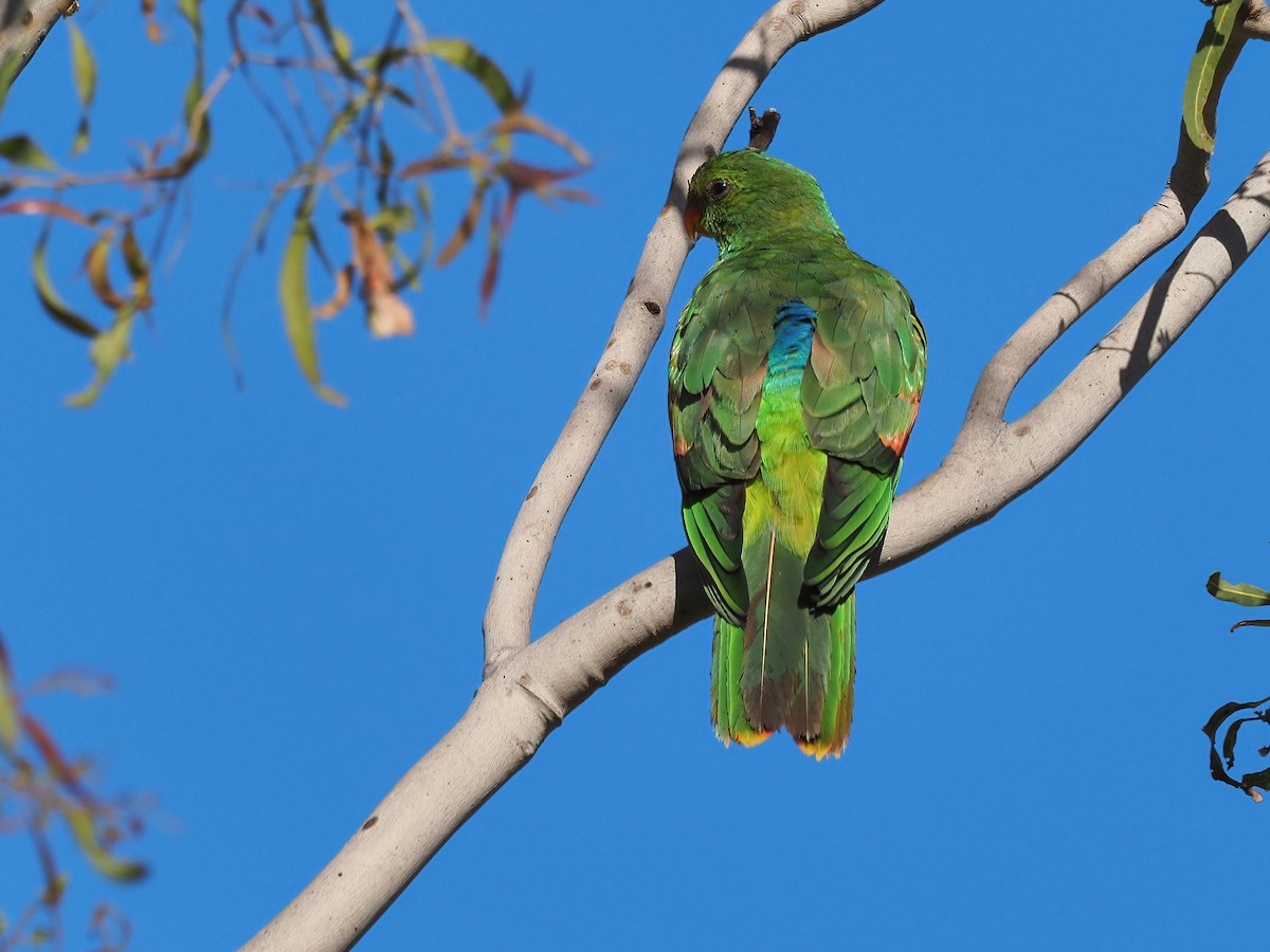 Red-winged Parrot - Len and Chris Ezzy