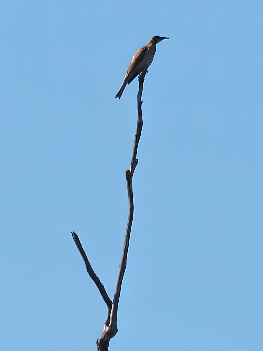 Little Friarbird - ML370657571