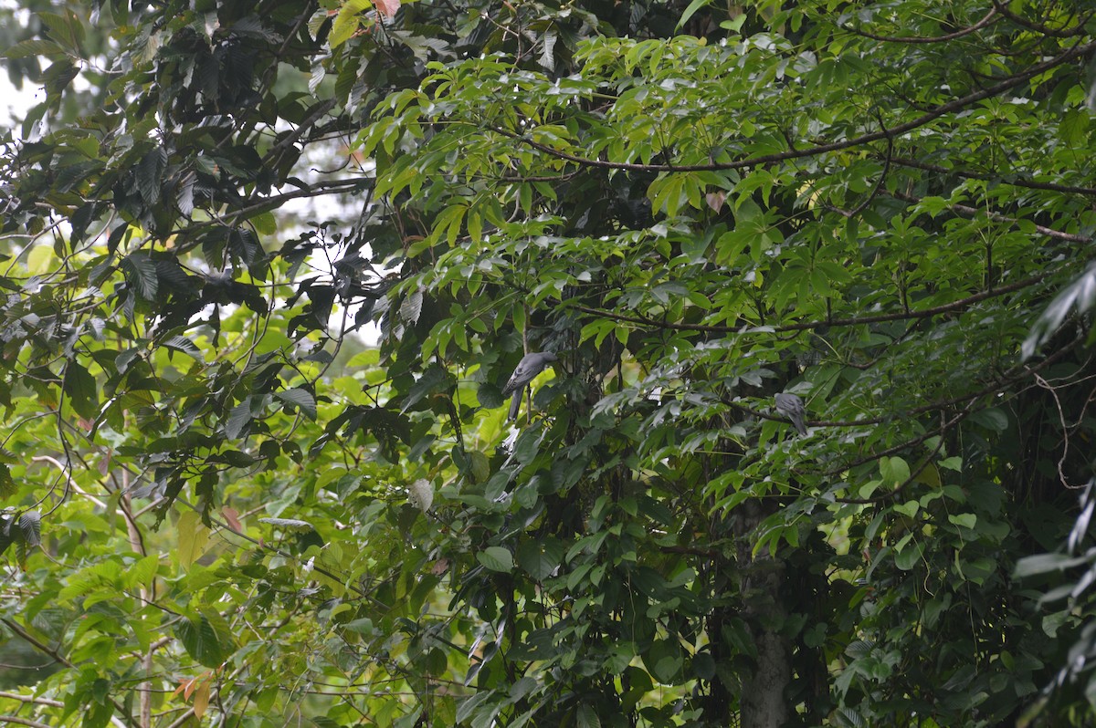 Large Cuckooshrike - ML370659291