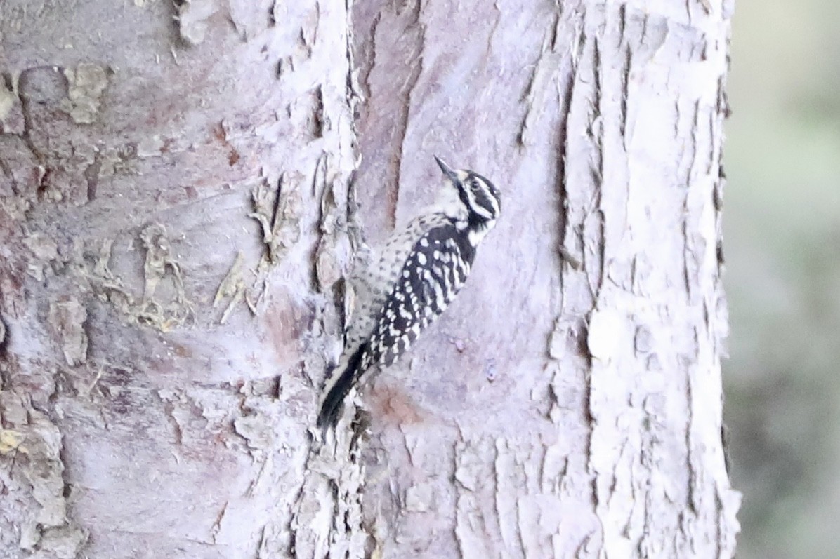 Nuttall's Woodpecker - ML370659591