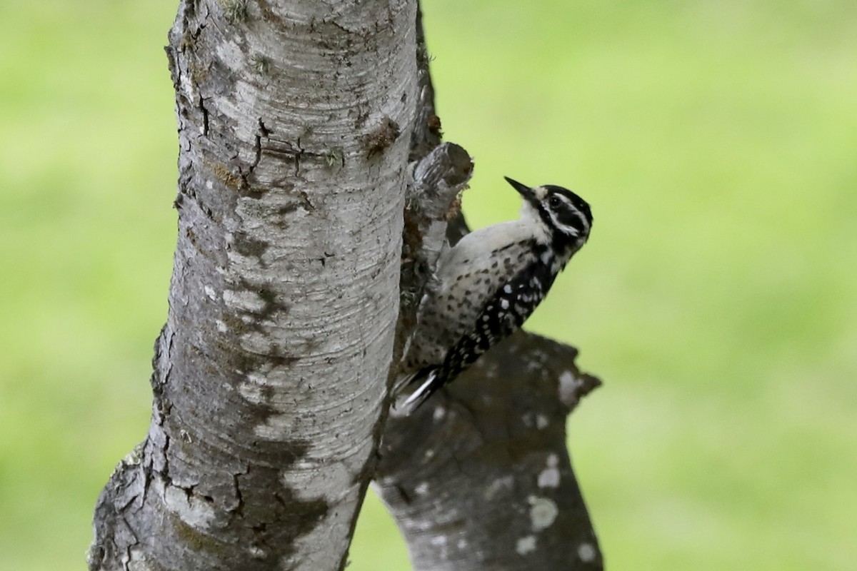 Nuttall's Woodpecker - Ann Stockert