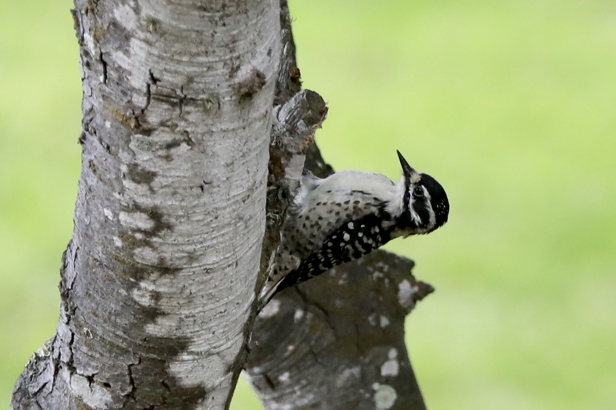 Nuttall's Woodpecker - ML370659631