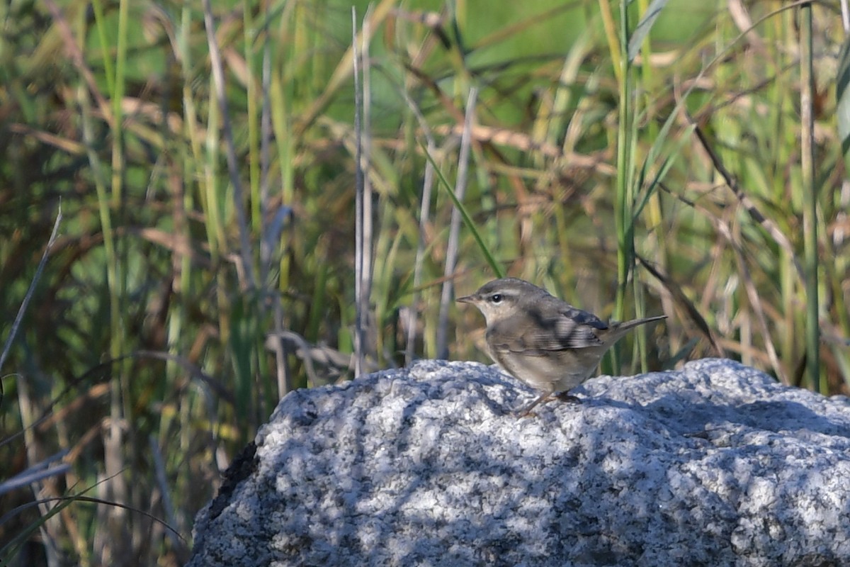 Dusky Warbler - Steve Heinl