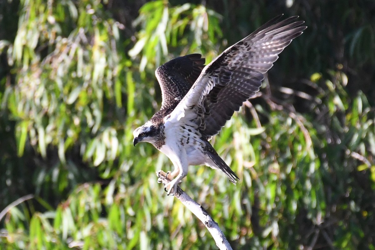 Osprey (Australasian) - ML370661791