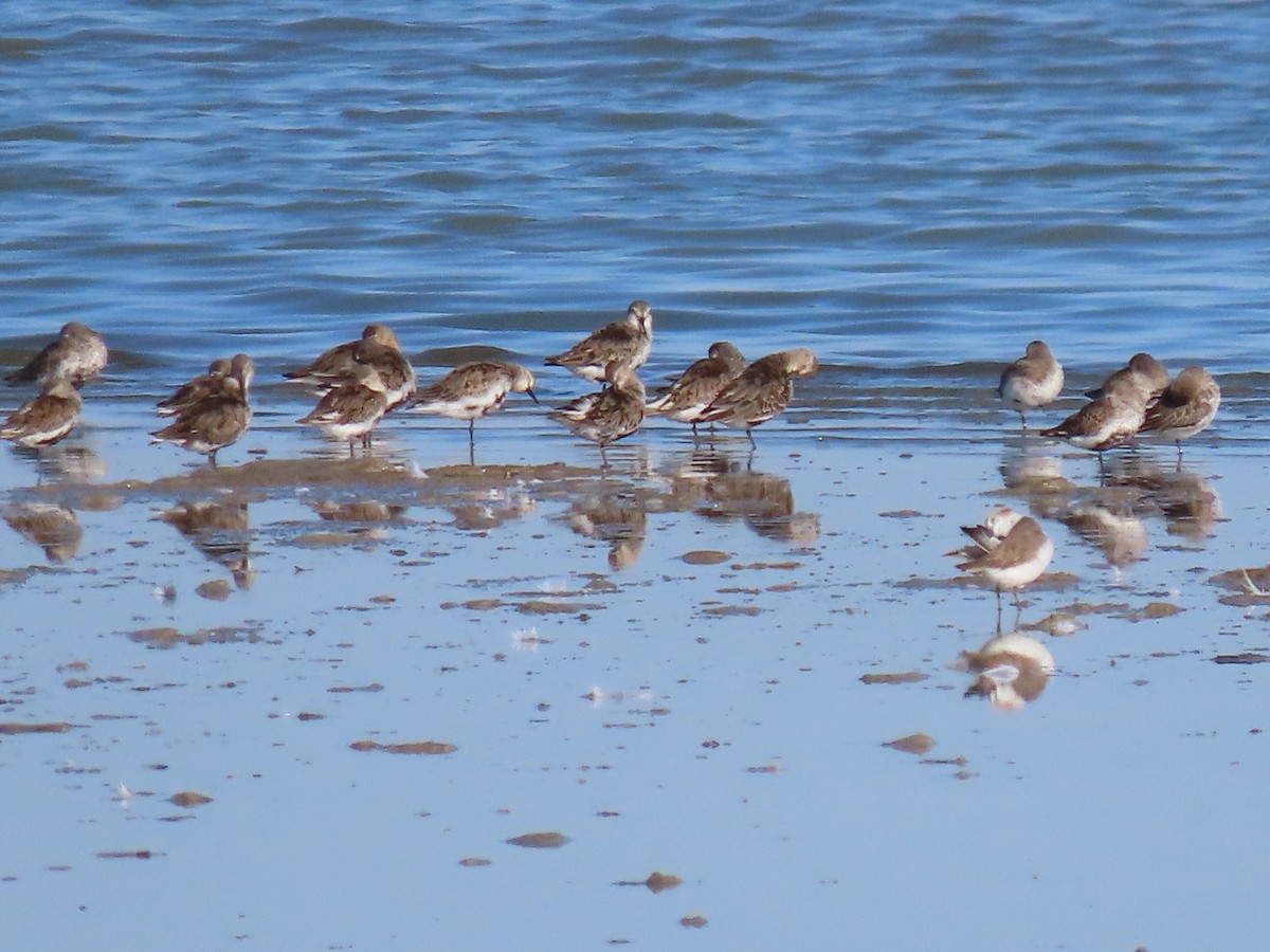 Dunlin - ML370663721