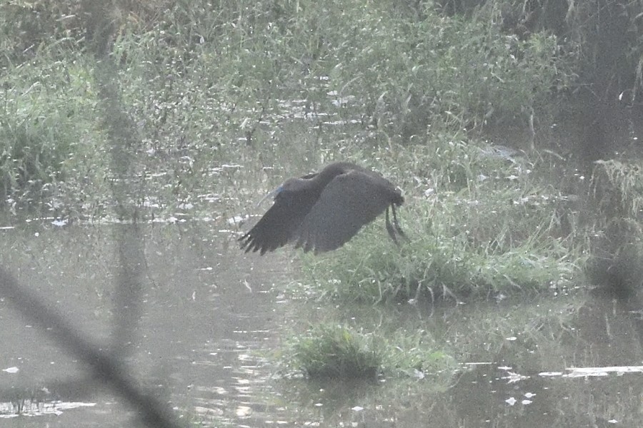 White-faced Ibis - Dave DeReamus