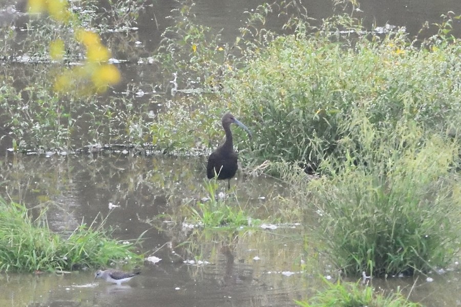 White-faced Ibis - ML370664601