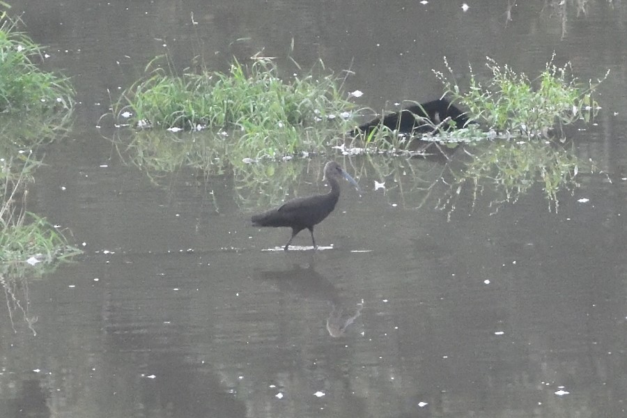 White-faced Ibis - Dave DeReamus