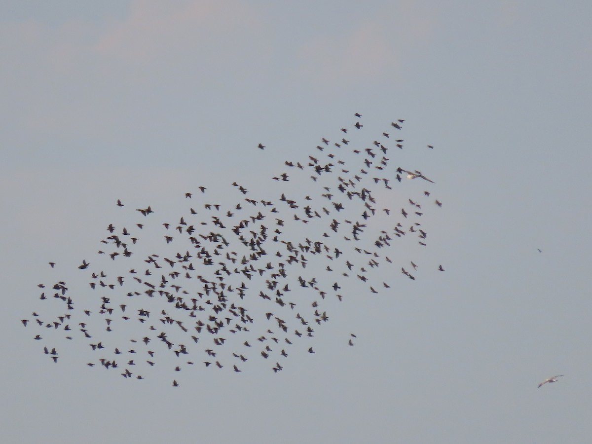 European Starling - ML370666561