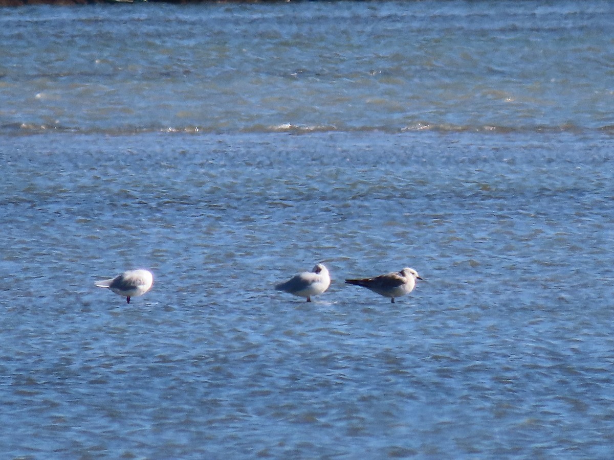 Mediterranean Gull - ML370667701