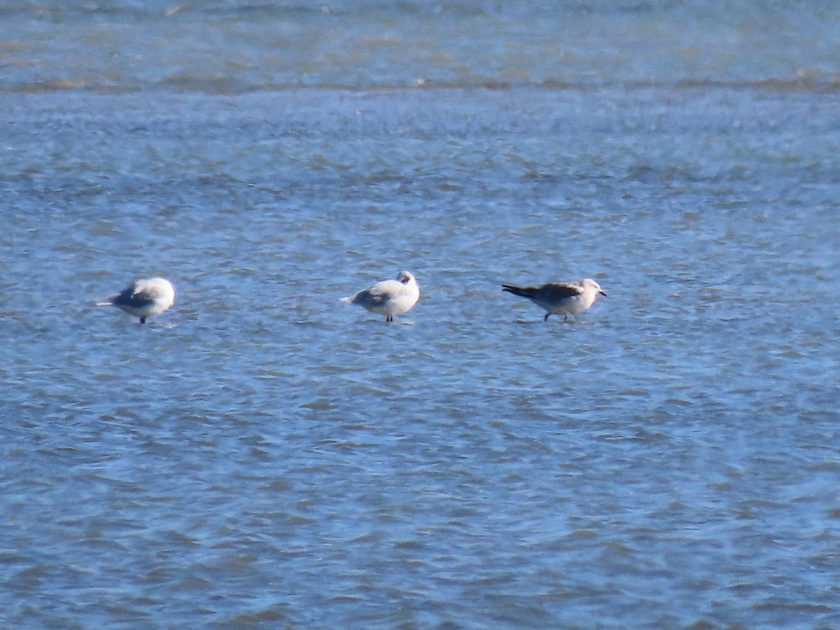 Mediterranean Gull - ML370667711