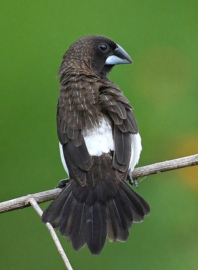 White-rumped Munia - ML370668701