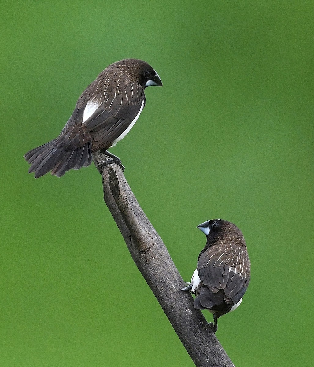 White-rumped Munia - Renuka Vijayaraghavan