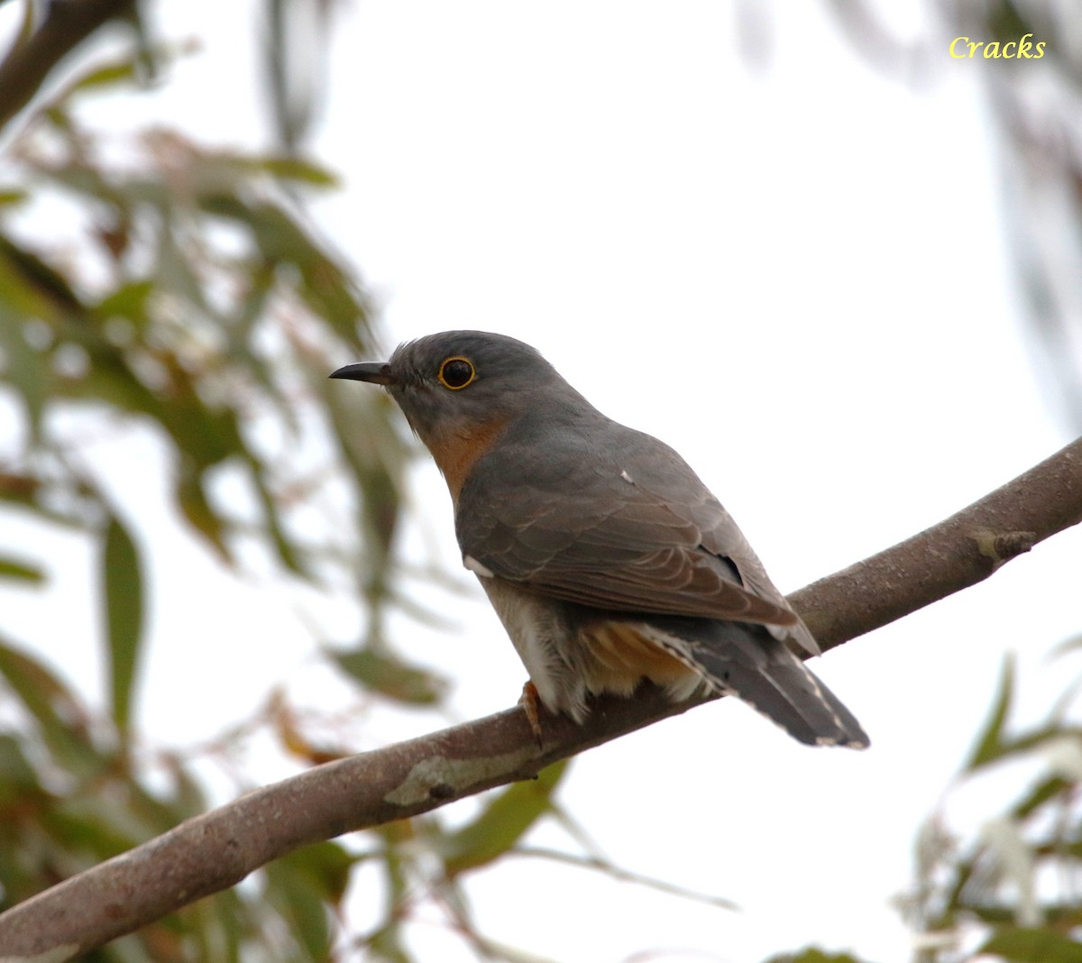 Fan-tailed Cuckoo - ML370668971