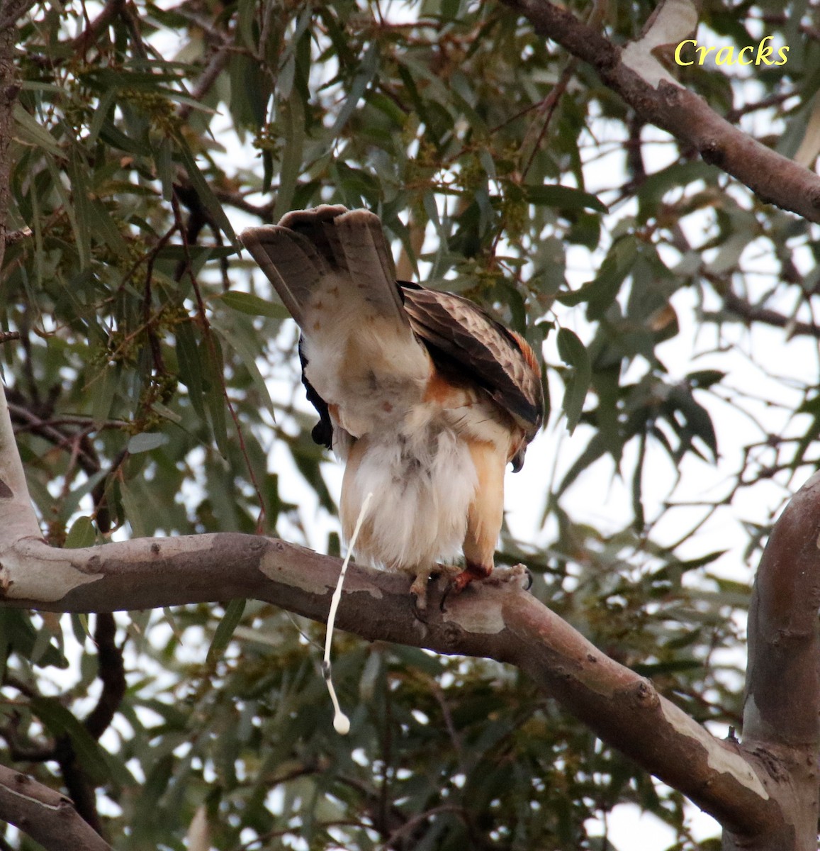 Little Eagle - ML370669311