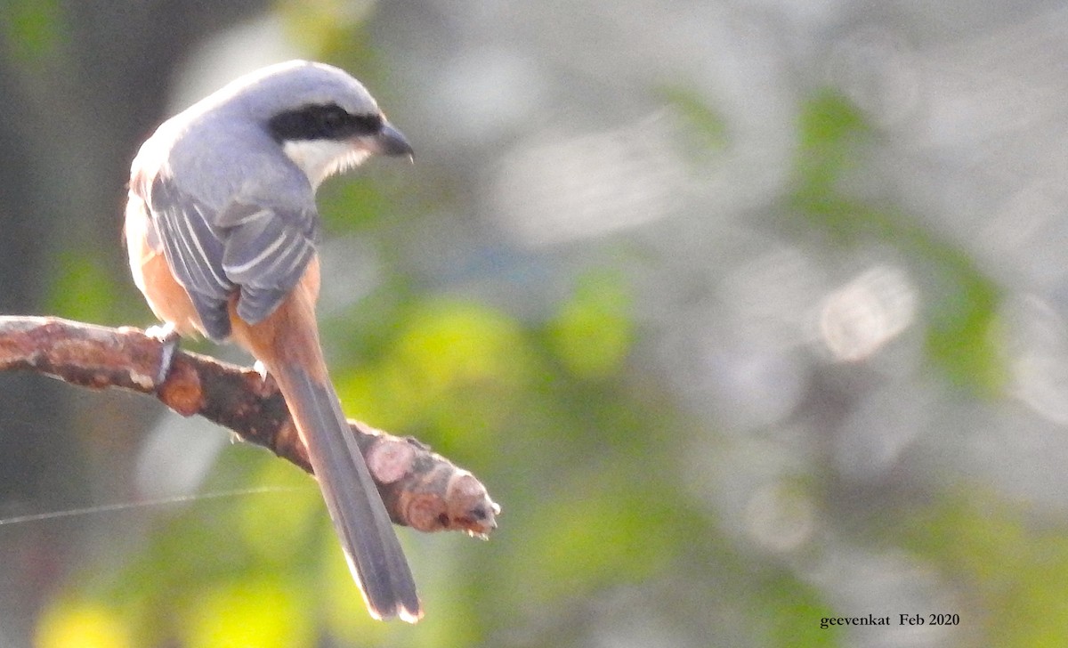 Long-tailed Shrike - Geetha  Venkataraman