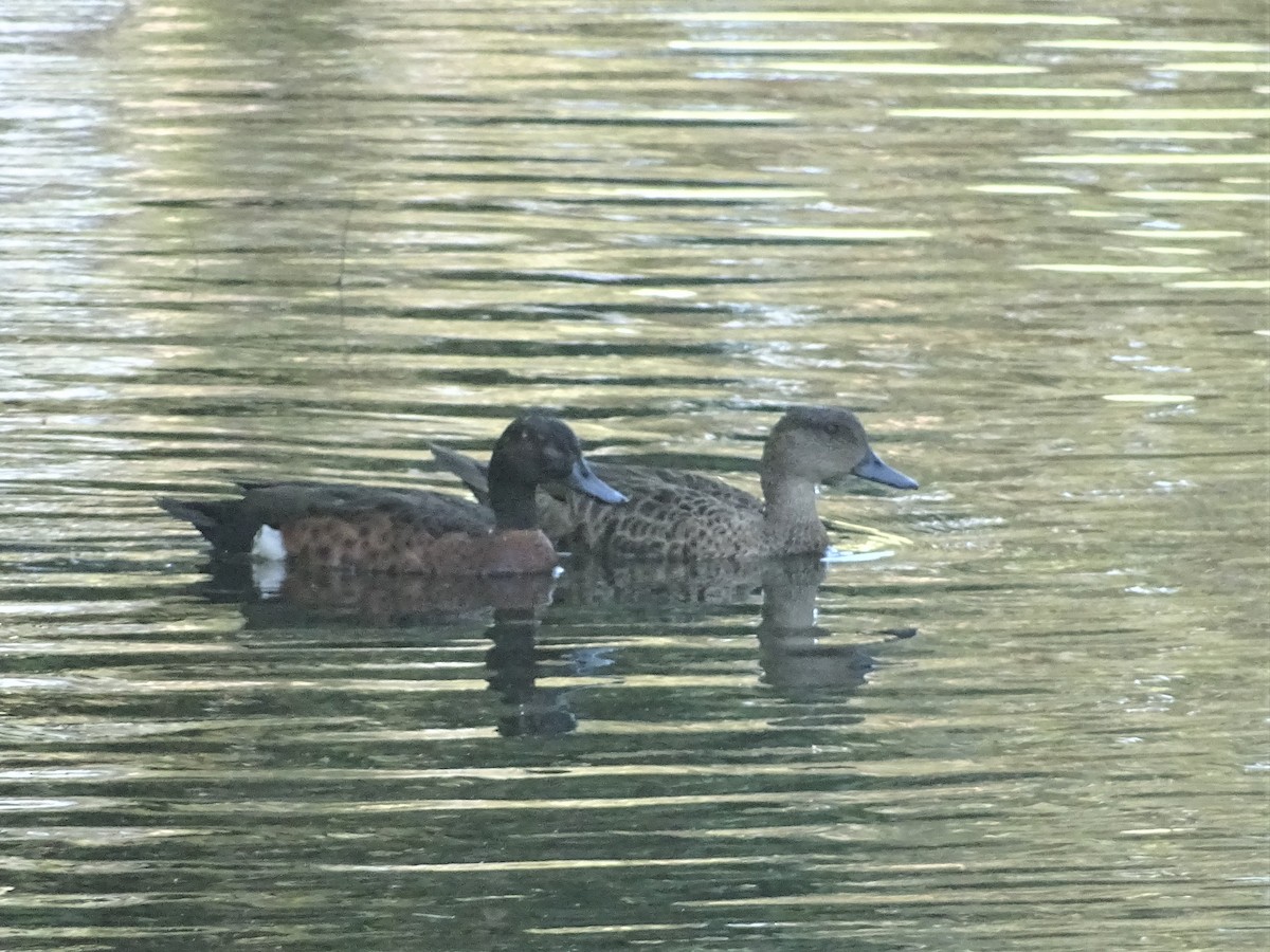 Chestnut Teal - ML370669961