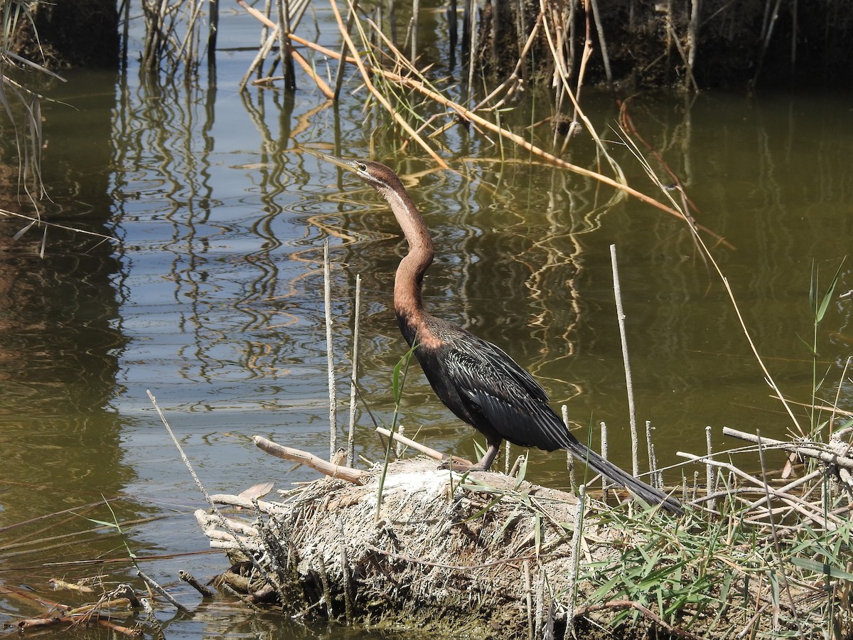 Anhinga d'Afrique - ML370671491