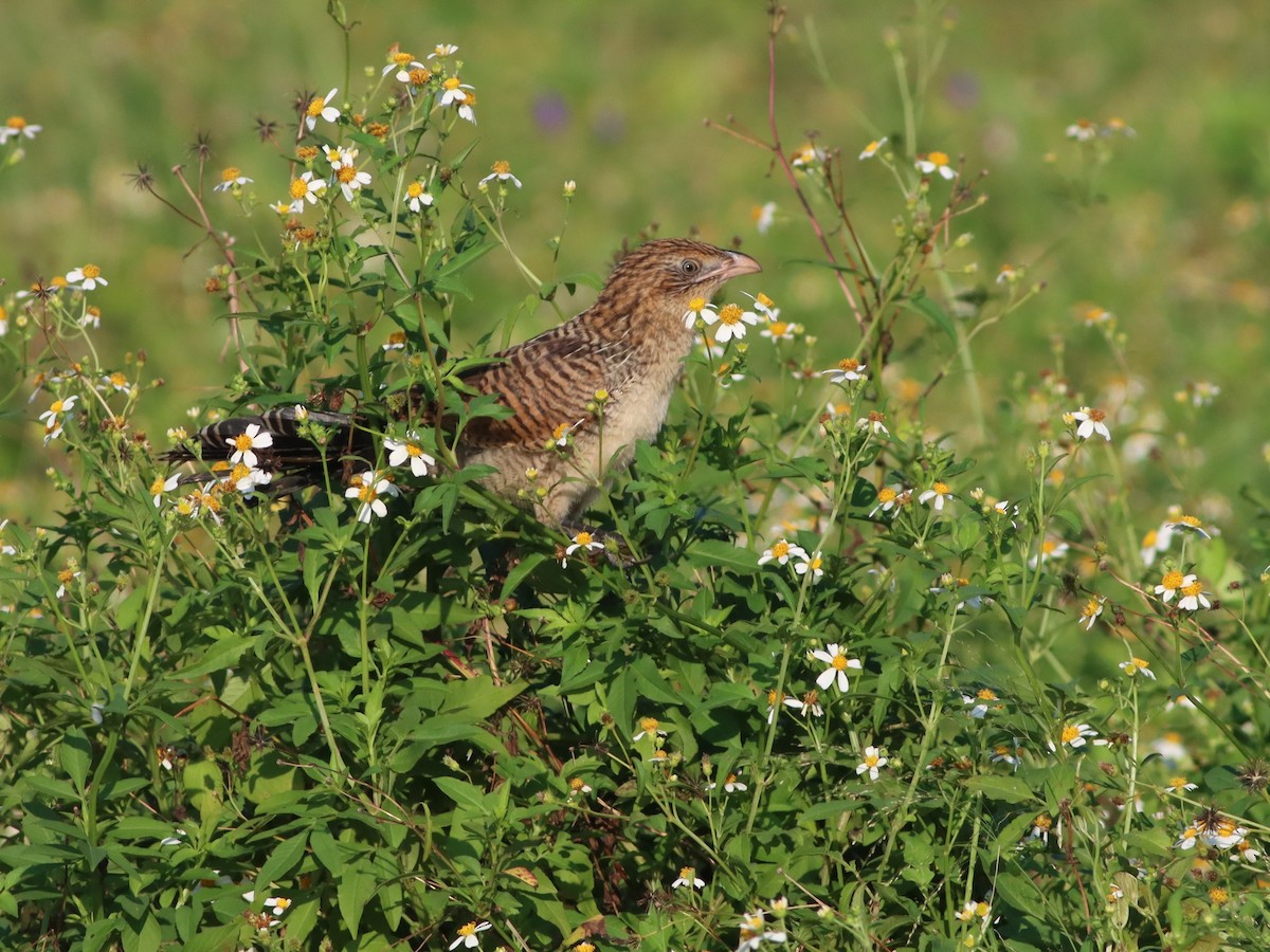 Lesser Coucal - ML370674531