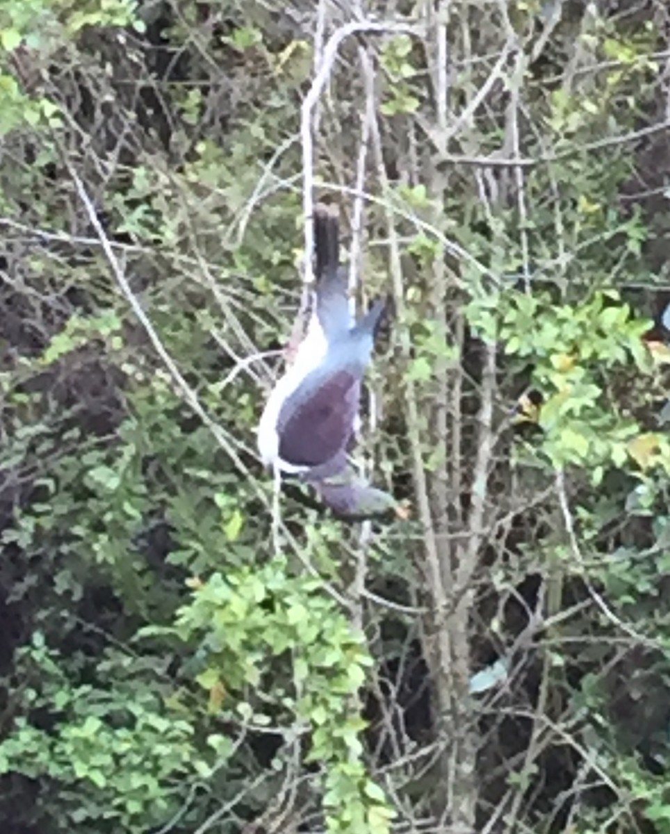 New Zealand Pigeon - ML370676901