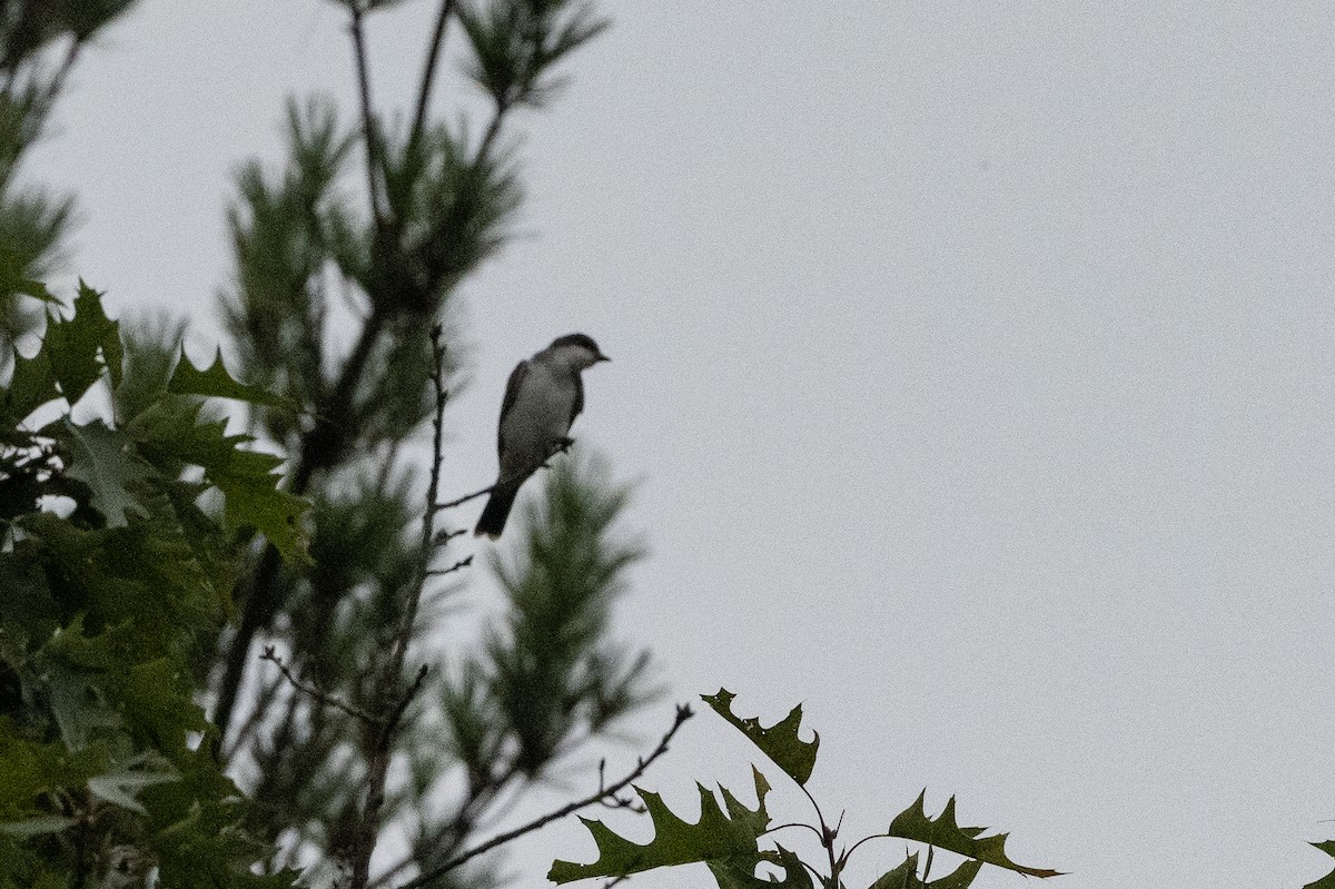 Eastern Kingbird - Donna Keller