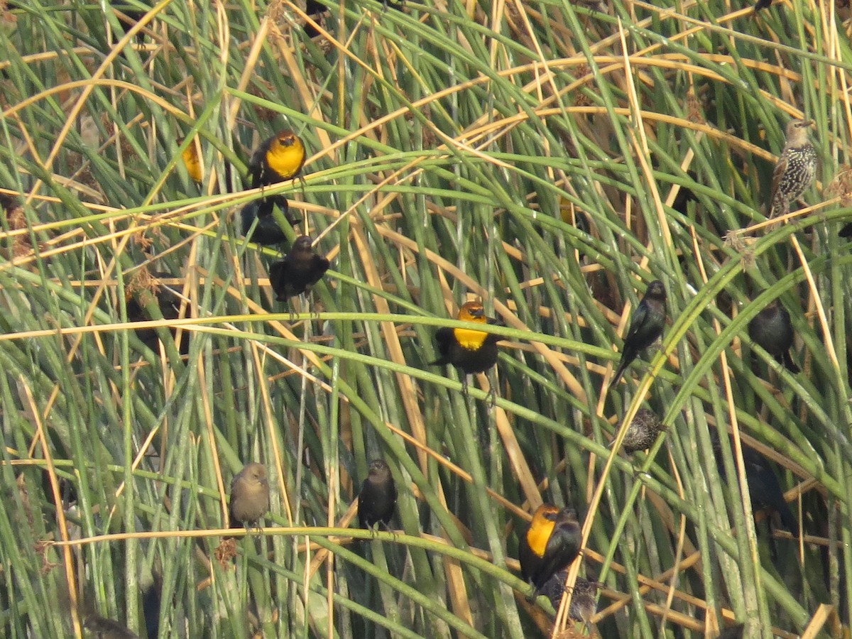 Yellow-headed Blackbird - ML37067991