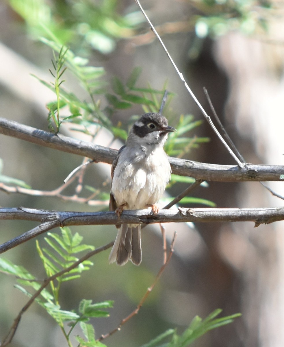 Brown-headed Honeyeater - ML370680241