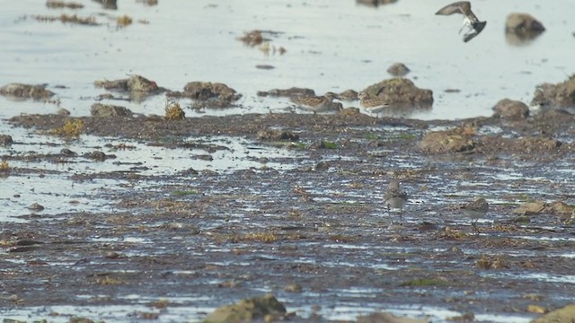 White-rumped Sandpiper - ML370681761