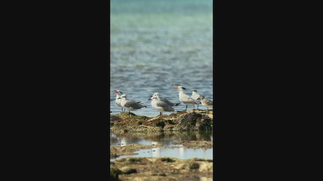 Laughing Gull - ML370682441