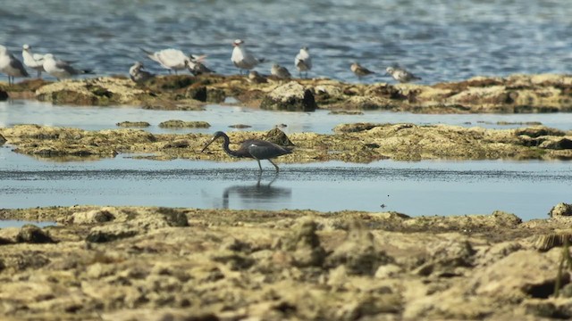 サンショクサギ - ML370682481