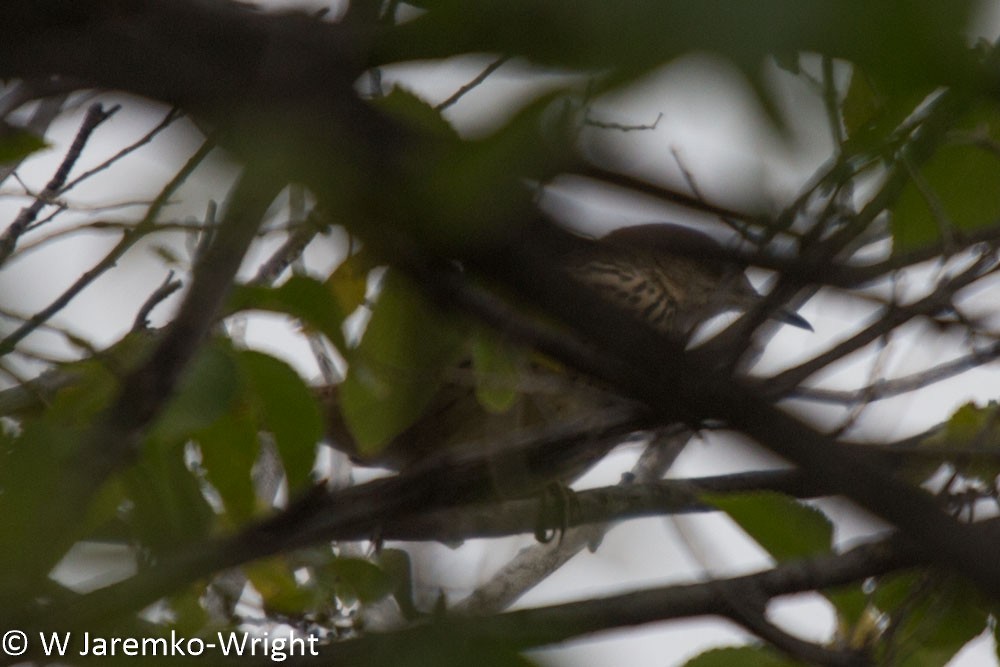 Brown Thrasher - ML37068301