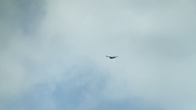 Turkey Vulture (Northern) - ML370684351