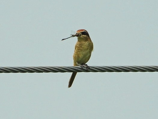 Brown Shrike - Chaiti Banerjee