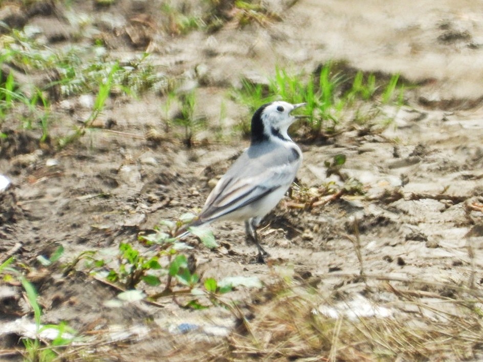 White Wagtail - Chaiti Banerjee