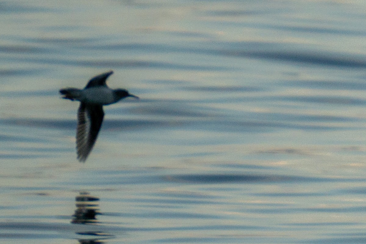 Spotted Sandpiper - ML370686981