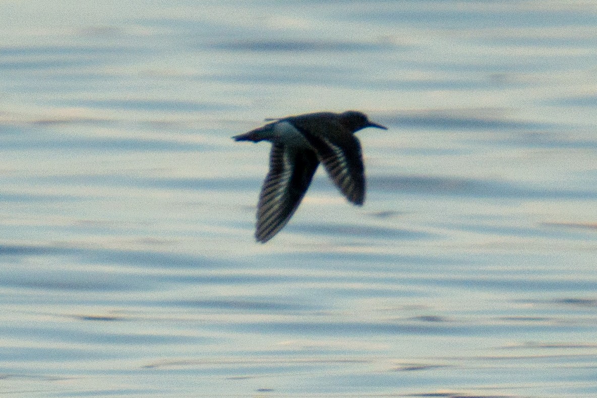 Spotted Sandpiper - ML370687011