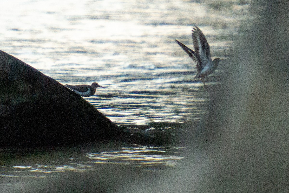 Spotted Sandpiper - ML370687031