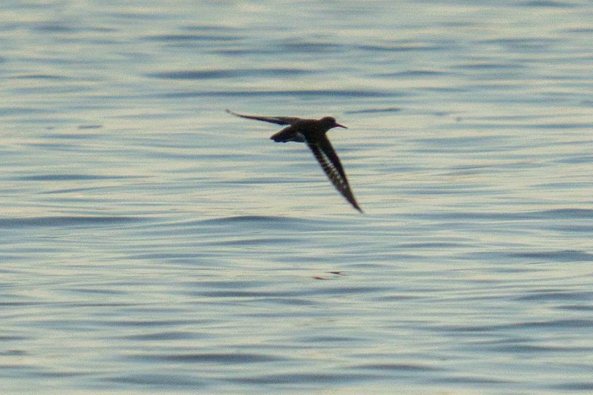 Spotted Sandpiper - ML370687041