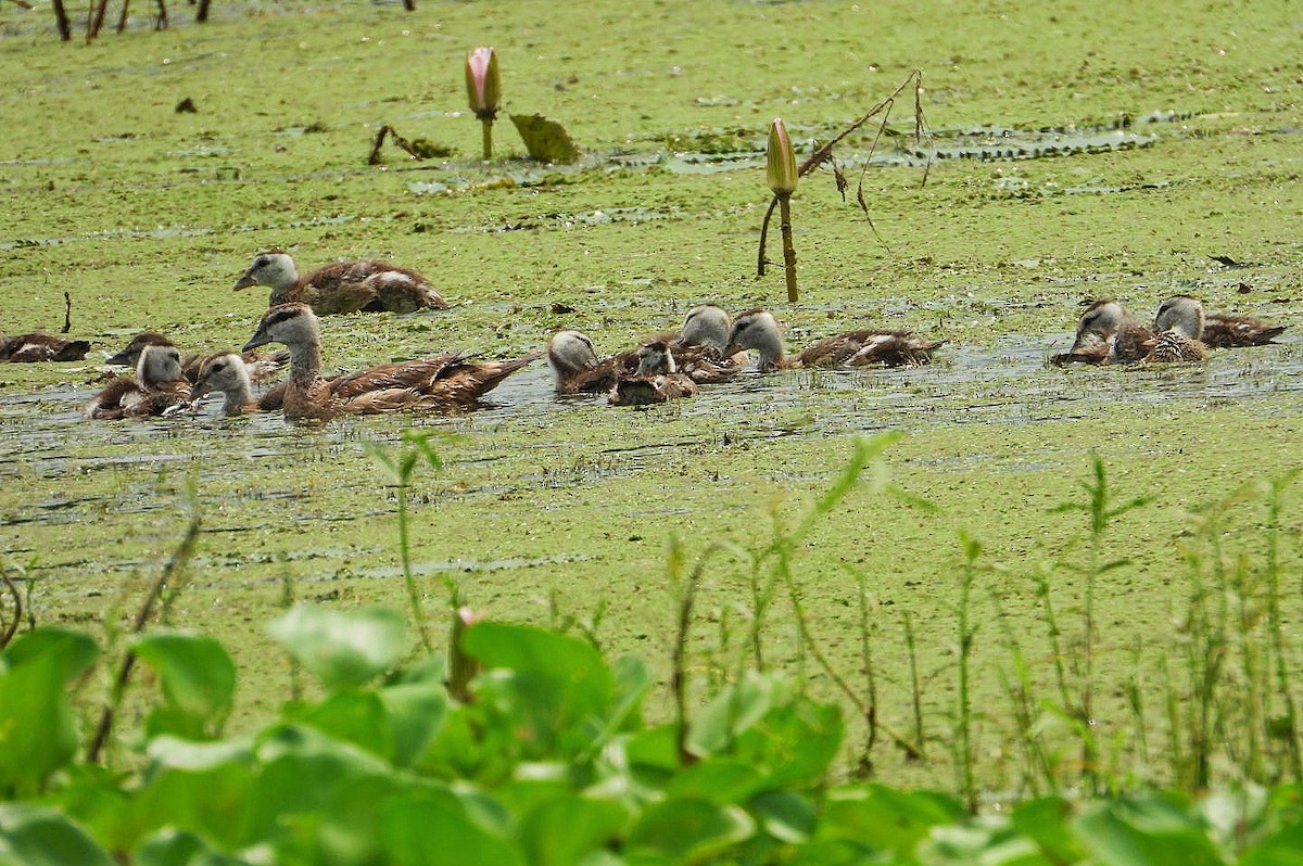 Cotton Pygmy-Goose - ML370687361