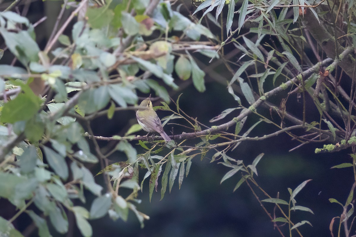 Green Warbler - ML370687681