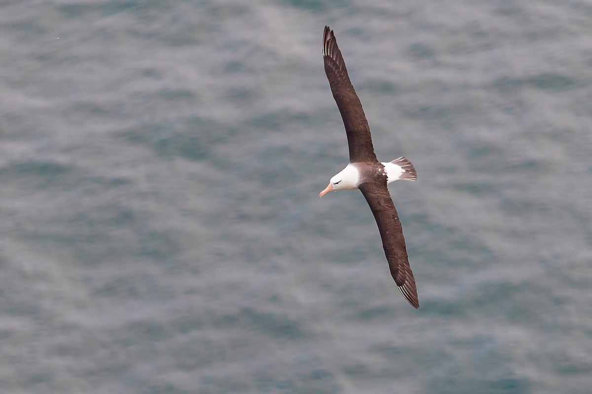 Albatros à sourcils noirs - ML370687751