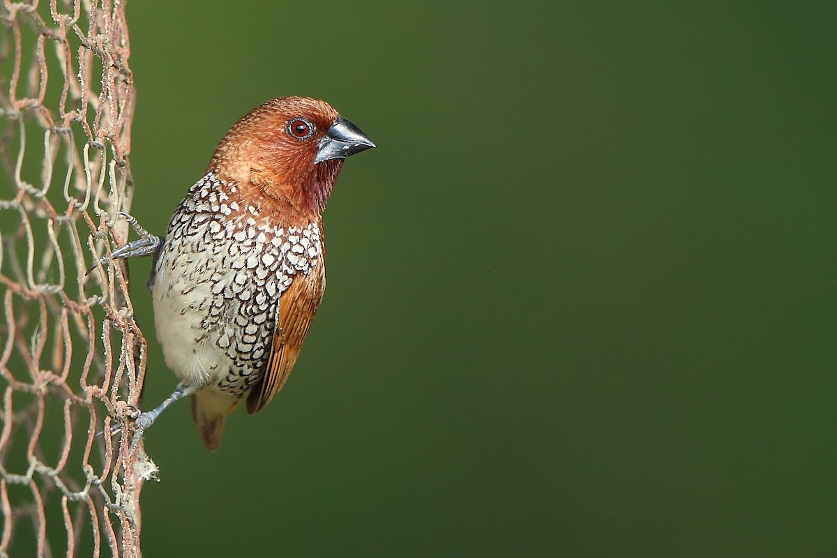 Scaly-breasted Munia - ML370688001