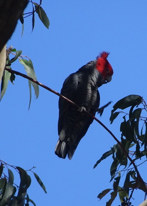 Gang-gang Cockatoo - ML370689361