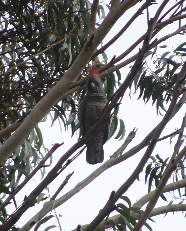 Gang-gang Cockatoo - ML370689531