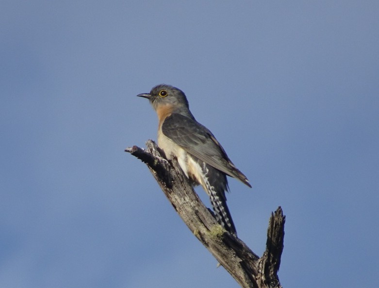 Fan-tailed Cuckoo - ML370689591
